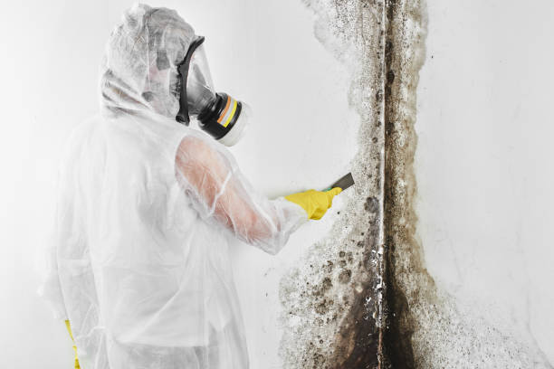 Best Attic Mold Removal  in Dortches, NC